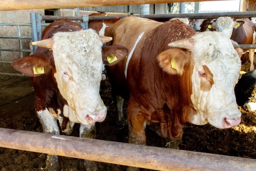 Zwei Rinder im Stall