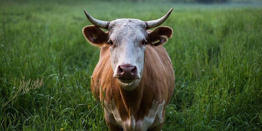 Ein Rind mit Hörner auf einer saftig grünen Wiese