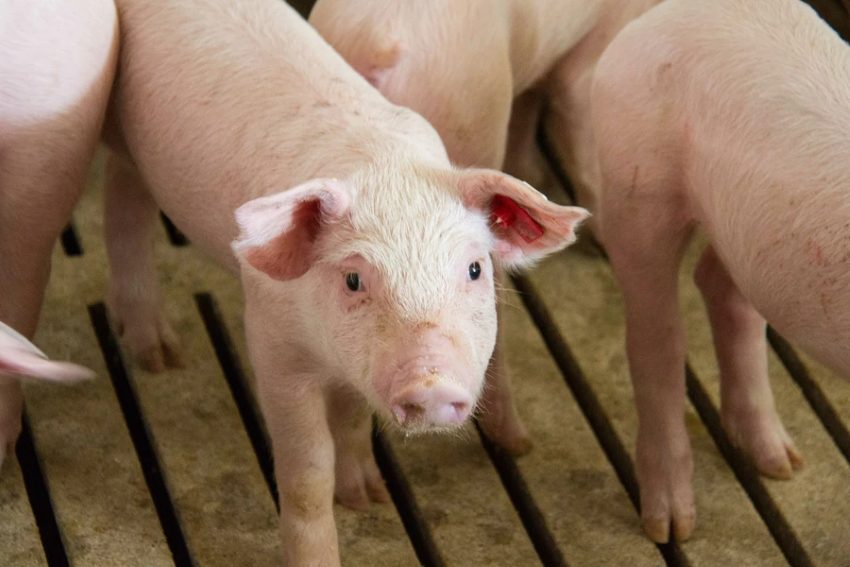 Ferkel auf Vollspaltenboden