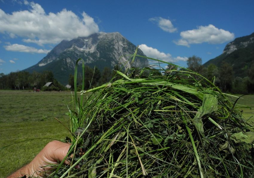 Abbildung einer Hand die frisch gemähtes Gras, im Hintergrund sieht man einen blauen Himmel und Berge