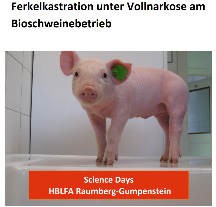 Titelbild des Handouts, Ferkel in Schlachtraum