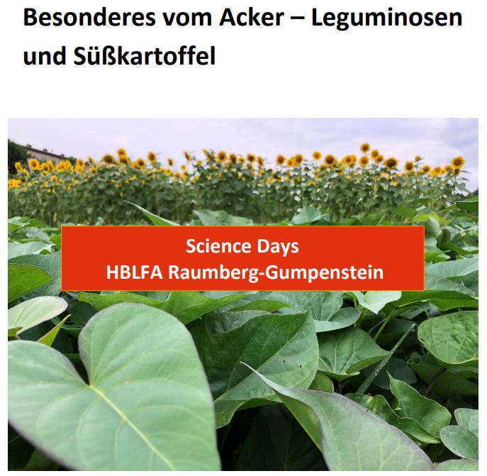 Titelbild des Handouts, Feld, Sonnenblumen