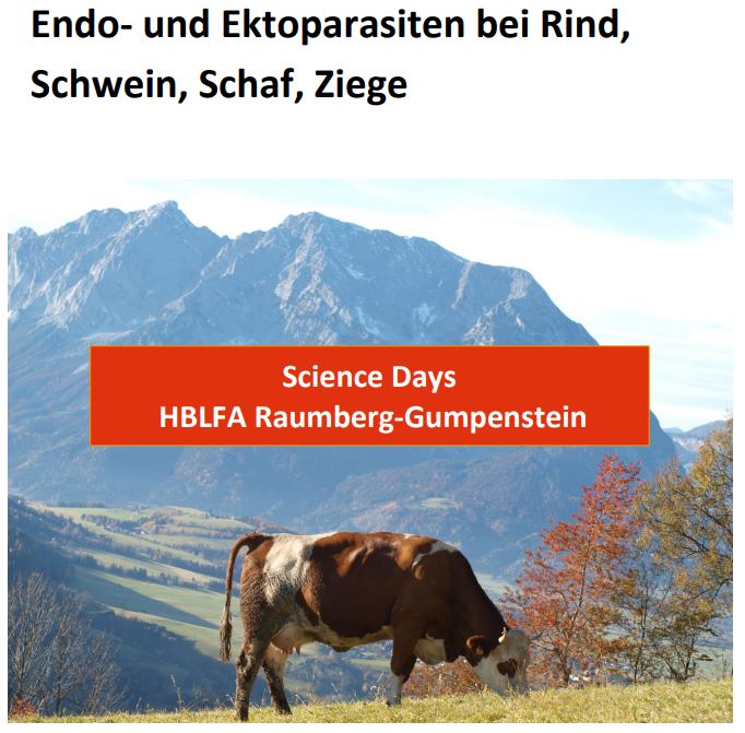 Titelbild des Handouts, Rind auf Weide mit Gebirge im Hintergrund