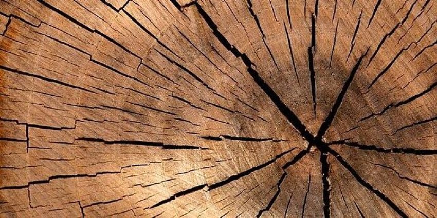 Holz