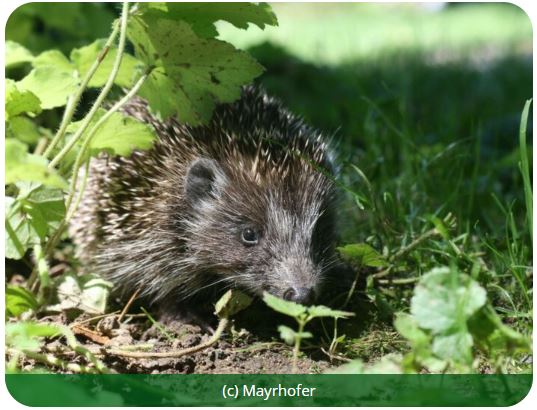 Igel im Garten unter Pflanzen