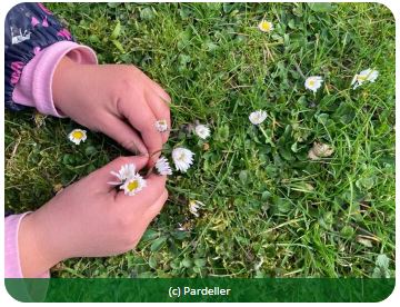Kinderhand mit Gänseblümchen