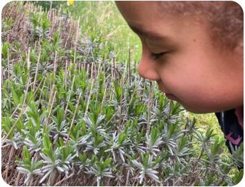 Kind riecht an Lavendel