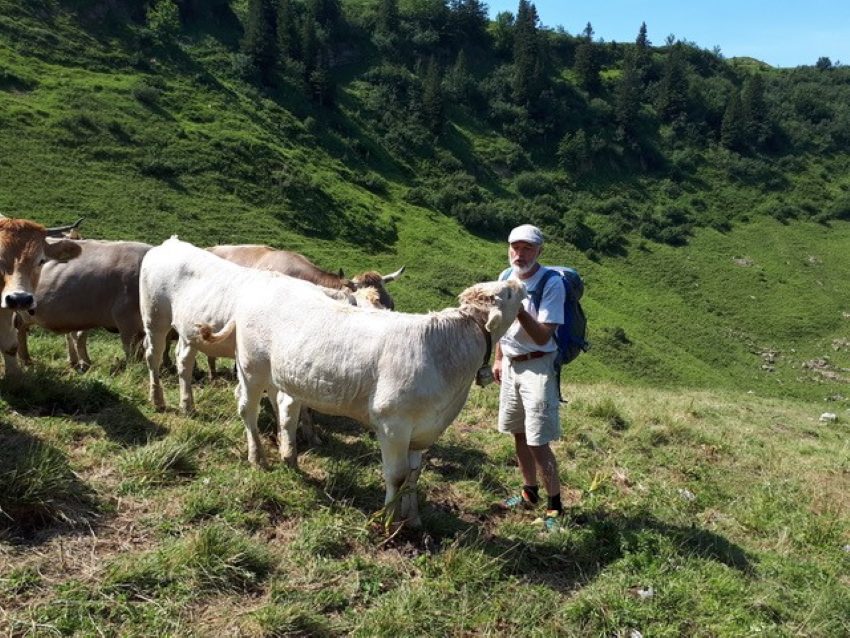 ein paar Kühe auf der Alm mit einem Wanderer