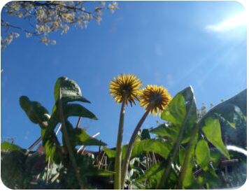 Löwenzahnblüte von unten fotografiert