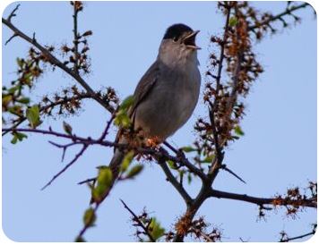 Vogel sitzt auf Ast