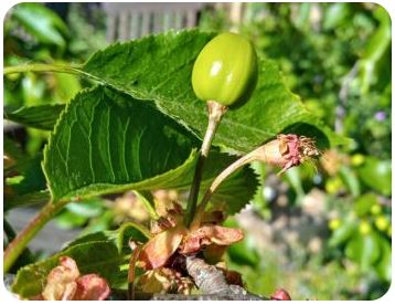 kleine grüne Frucht auf Baum