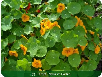 Kapuzinerkresse in Blüte