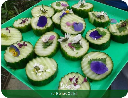 Lernen im Garten: KRÄUTERJAUSE GEMEINSAM HERSTELLEN – Landwissen Lernen im Garten: KRÄUTERJAUSE GEMEINSAM HERSTELLEN – Landwissen