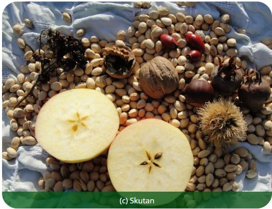 verschiedene Obstsorten