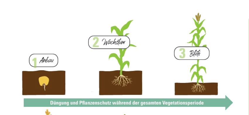 Ausschnitt vom Arbeitsblatt - Mais