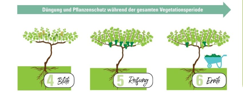 Ausschnitt vom Arbeitsblatt - Traube