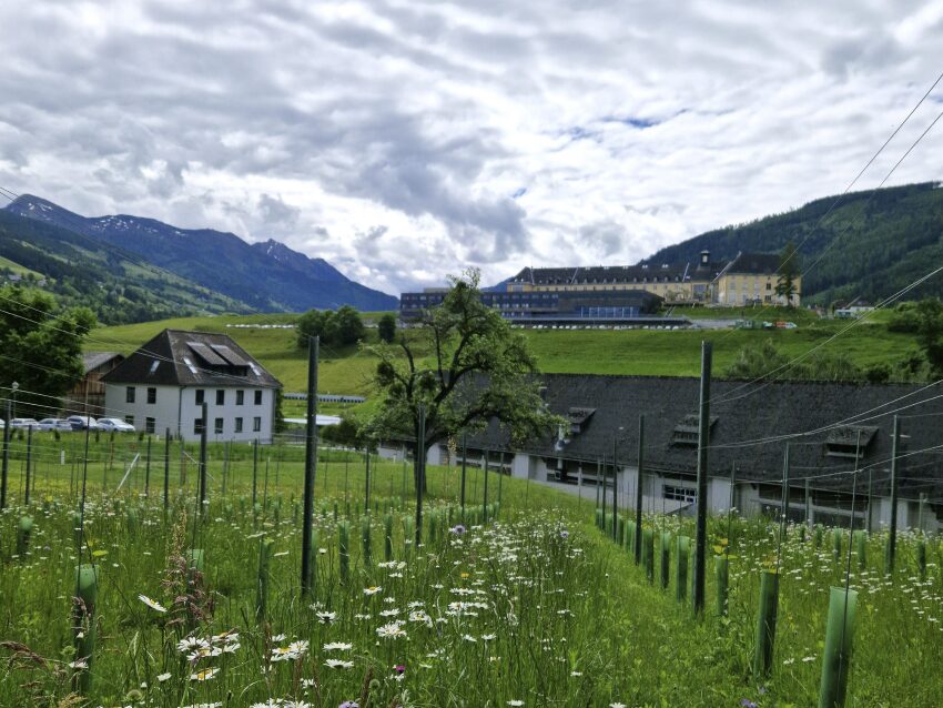 Weingarten mit Gebäuden im Hintergrund