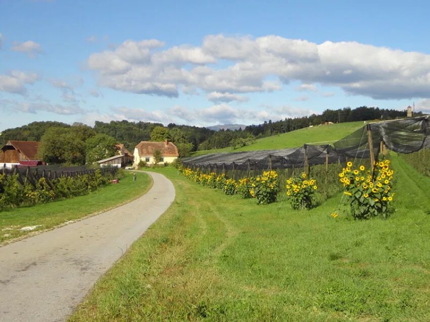 Zufahrt zu einer Landwirtschaft, links und rechts davon sieht man eine Obstplantage