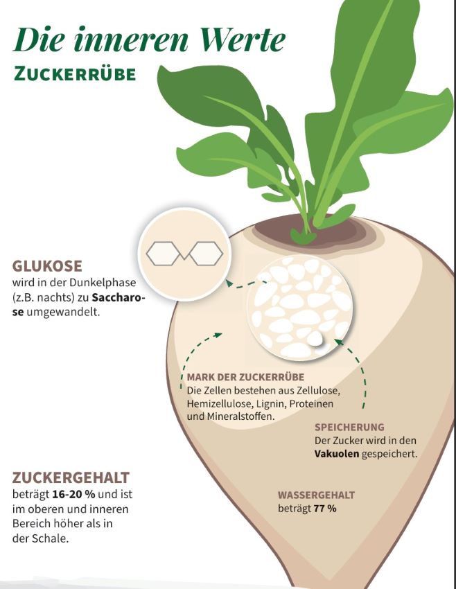 Grafik einer Zuckerrübe mit Info zum Zuckergehalt und Glukose