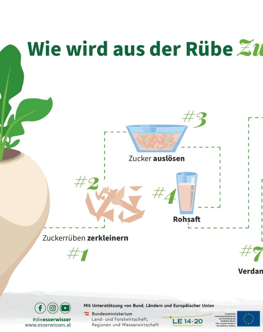 Grafik einer halben Zuckerrübe und Abschnitte auf ihren Weg zum Zucker
