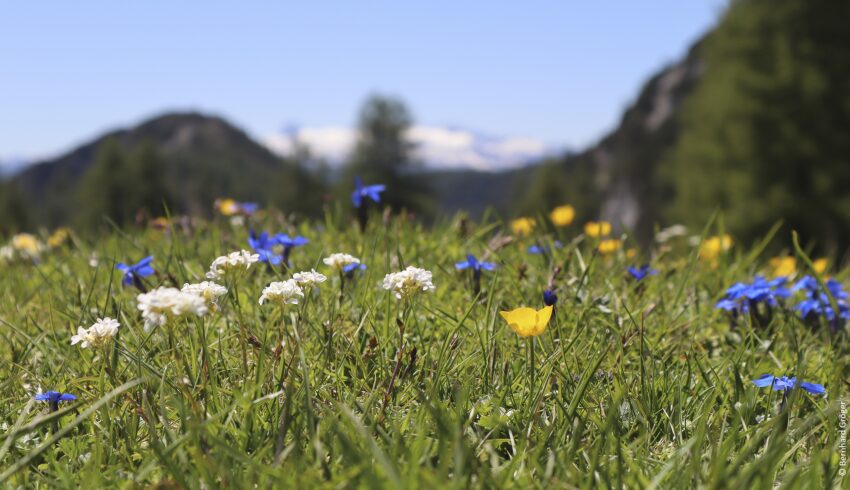 Biodiversität, Blumenwiese
