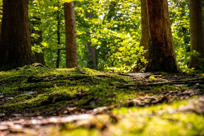 Waldboden und Bäume