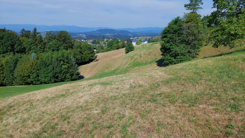 trockene Wiese und Bäume