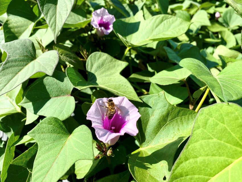 Pflanze der Süßkartoffel mit Blüte