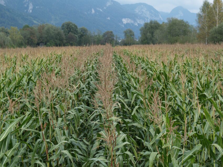 Maisfeld