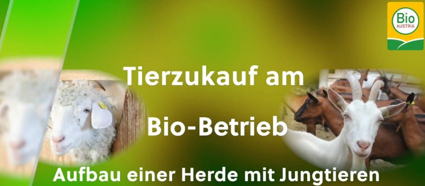 Einstimmungsbild Podcast mit Ziegen und Schafen