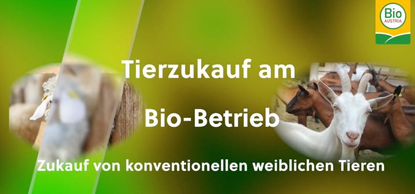 Einstimmungsbild Podcast mit Ziegen und Schafe