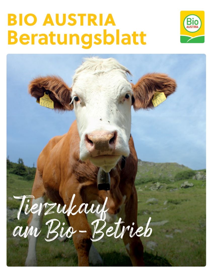 Ein Rind mit Ohrmarken auf der Weide