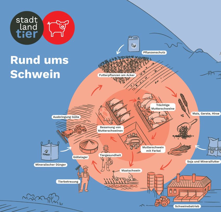 Ausschnitt vom Plakat mit Grafiken die den Weg vom Schwein vom Land in die Stadt auf unseren Tisch darstellen.