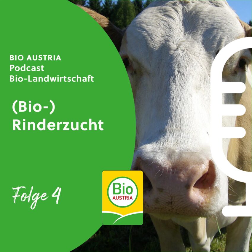 Bild zum Podcast mit einer Kuh