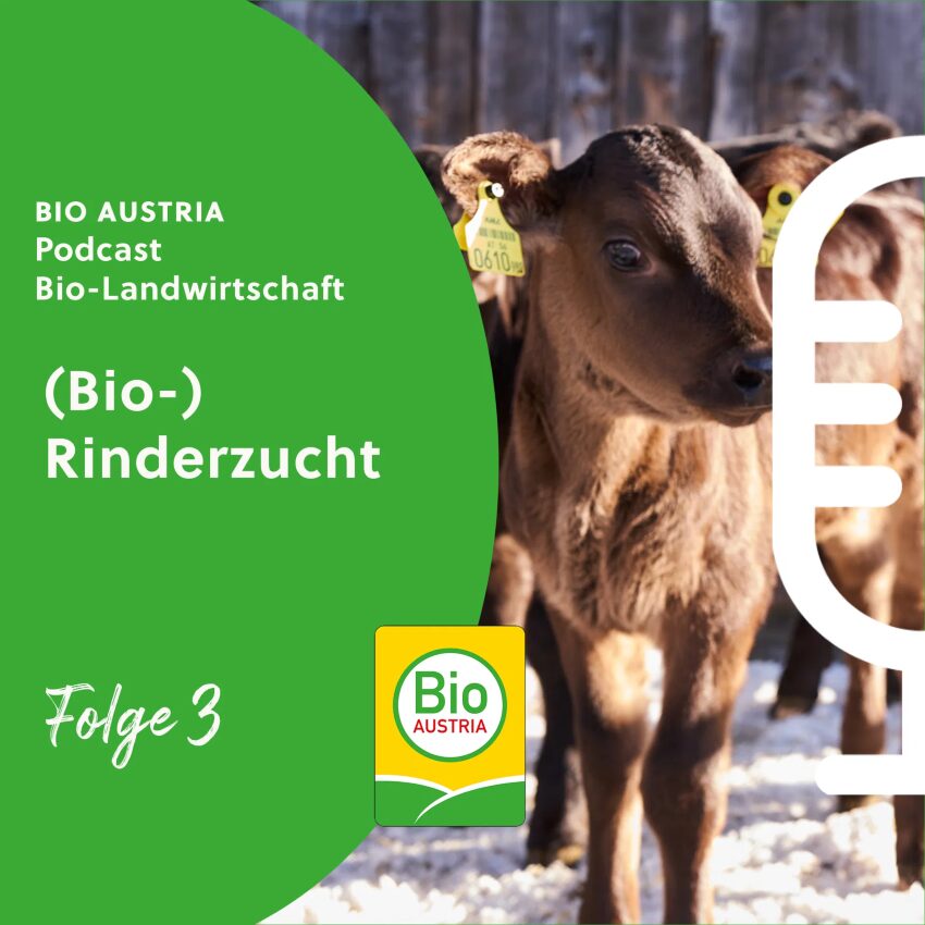 Bild zum Podcast mit Kalb im Freien