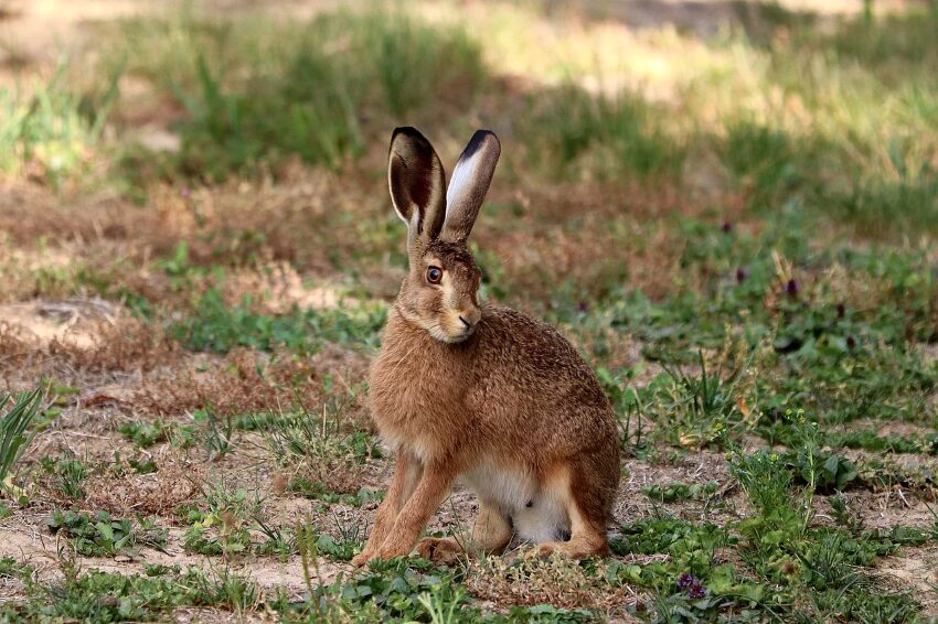 Hase im Gras