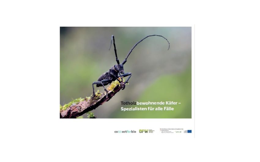 Ein Käfer auf einem Ast oder Stück von einem Totholz