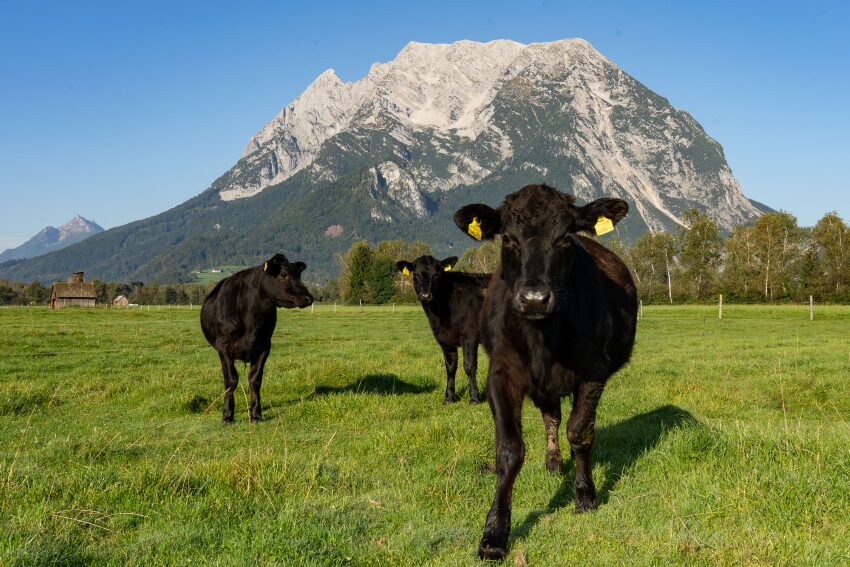 Rinder auf der Weide und dahinter ein Berg.