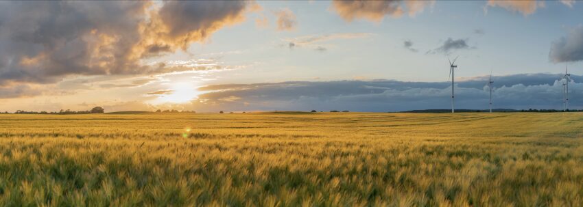 Ein Feld bei Sonnenuntergang und einige Windräder