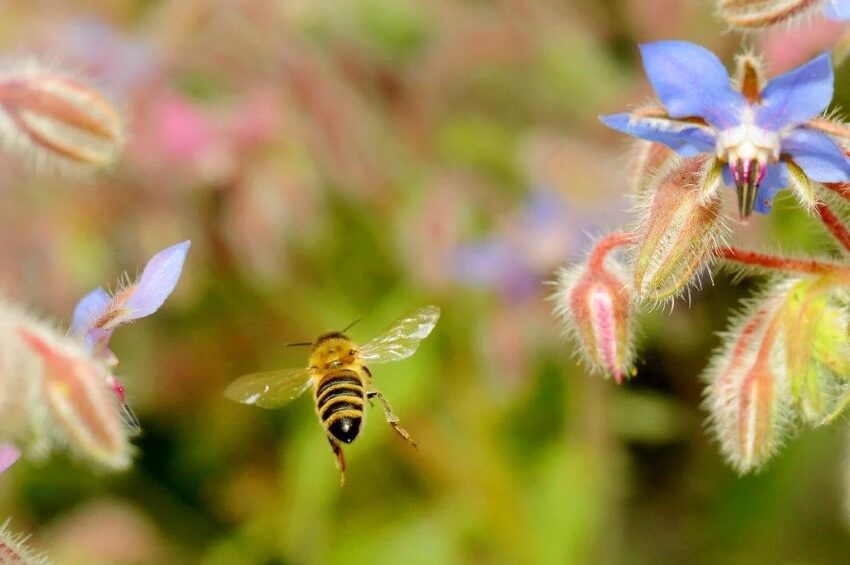 eine fliegende Biene zwischen Blumen