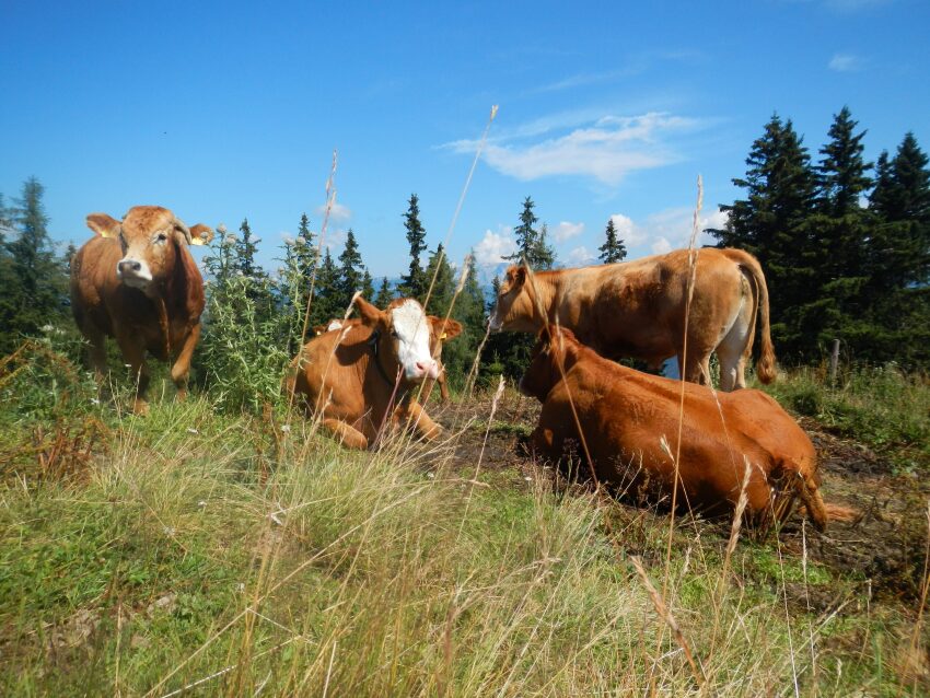 Kühe auf der Alm