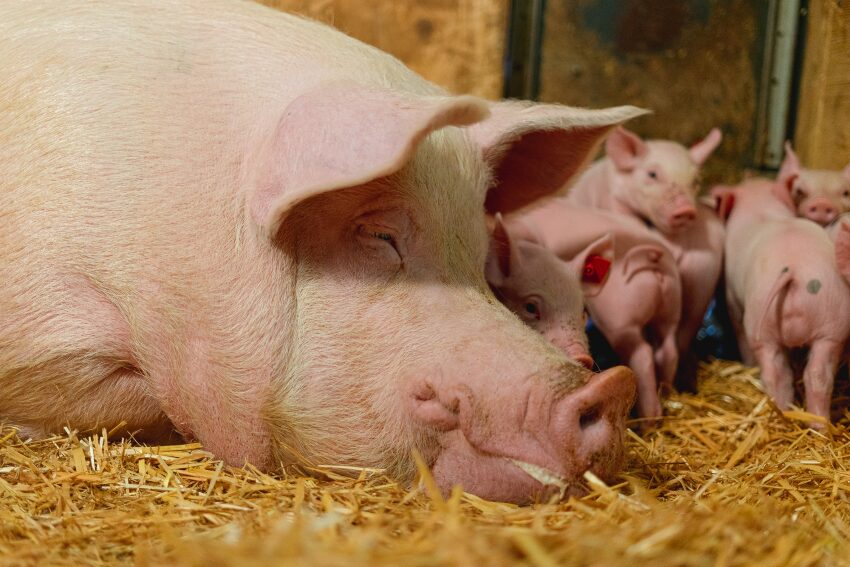 Sau mit Ferkel im Stroh