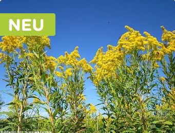 Titelbild der Methode: Pflanze mit gelber Blüte