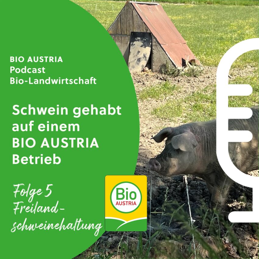 Schweine auf der Alm bzw. im Freien