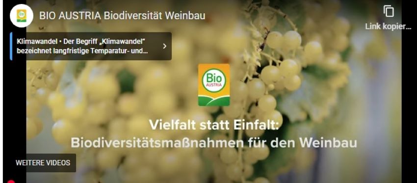 weiße Trauben