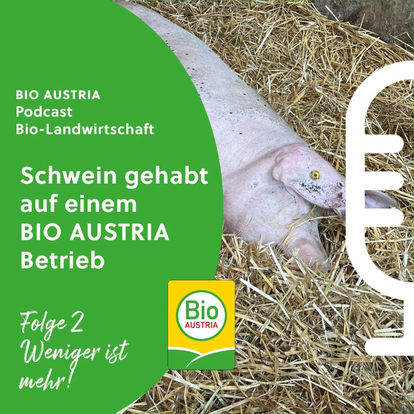 Schwein das im Stroh liegt