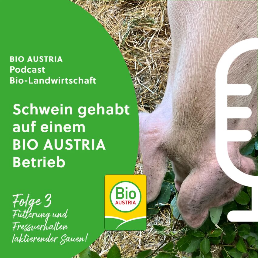Schwein das eine Pflanze frisst