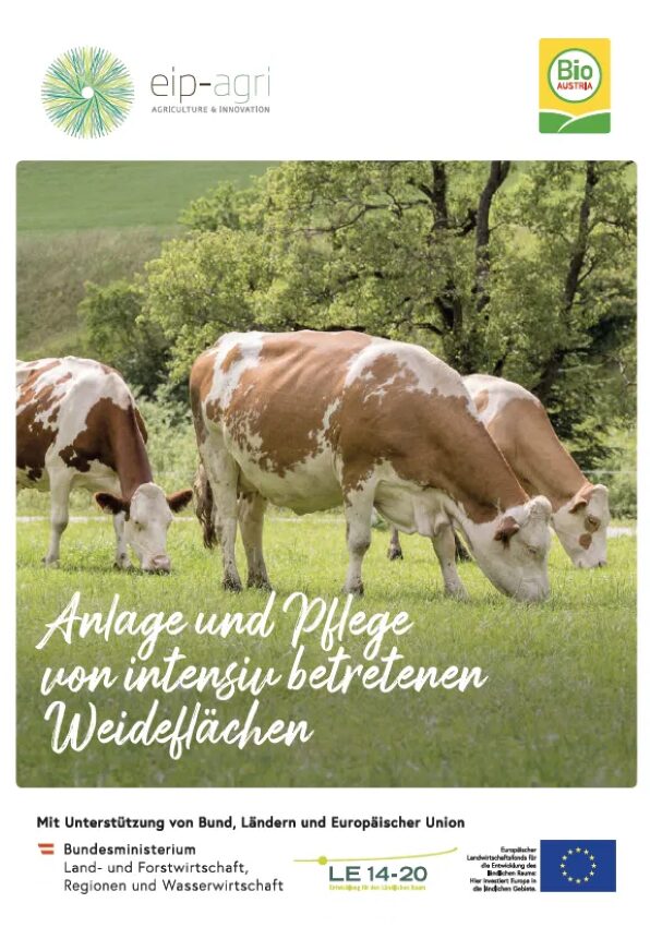 Kühe auf der Weide