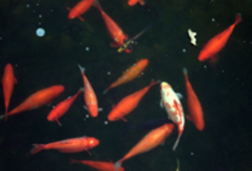 Fische im Teich
