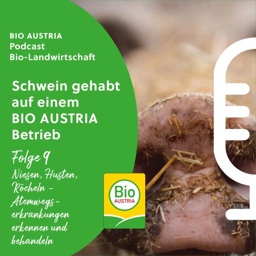 Schweinerüssel in Großaufnahme